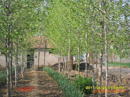 煙帽批發廠家價格 煙帽生產廠家