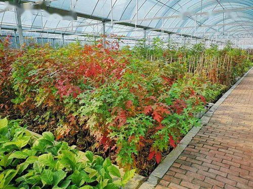 城市 綠化 變 彩化 ,多彩苗圃哪里看