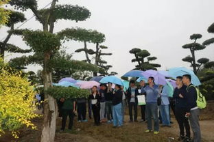 甘肅金昌 戈壁灘上的 花木工廠