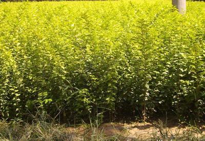 多種樹齡的優質金葉女貞