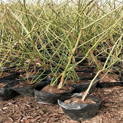 綠寶石藍莓苗大量出售新中苗木藍莓苗詳情