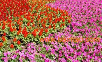 青州哪里供應的一串紅價格最低?一串紅種植基地芊芊花卉廠家/批發/供應商