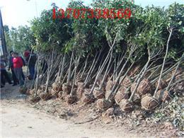 綠化苗木桂花樹羅漢松樹香樟樹紅葉石楠樹杜英樹信息-種植地址在湖南省瀏陽市柏加鎮雙源村-2013年9月發布