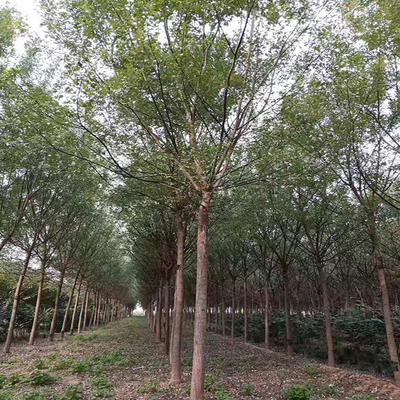 金枝槐 金枝國槐價格 黃金槐 泰森苗木圖片_高清圖_細節圖-濟寧市任城區森泰苗木種植基地