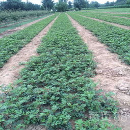 【梁平花椒苗生產廠家、梁平花椒苗哪里有賣的】- 