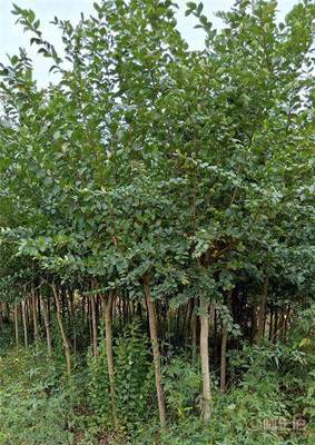 【鄂州桂花苗批發】利川市順通苗木種植專業合作社 - 產品庫