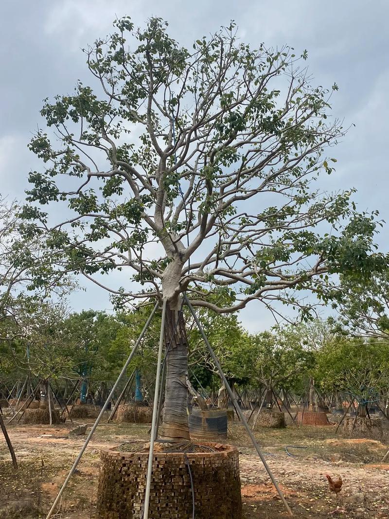 鐵冬青,繼續收購中#苗木種植基地 #園林綠化工程苗木人