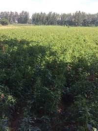 亳州市苗木種植哪家強