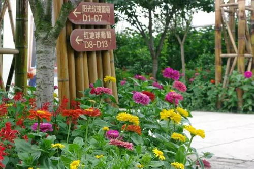 點進來,送你美人指葡萄