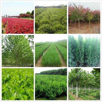 高密出售西府海棠,核桃樹苗批發