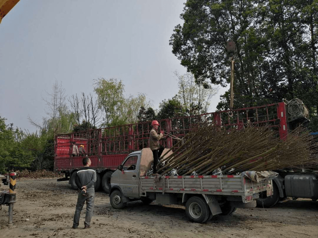 苗木種植反季節施工方案_修剪