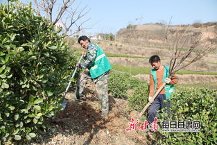 徽縣苗木掛著 身份證 扎根雄安新區
