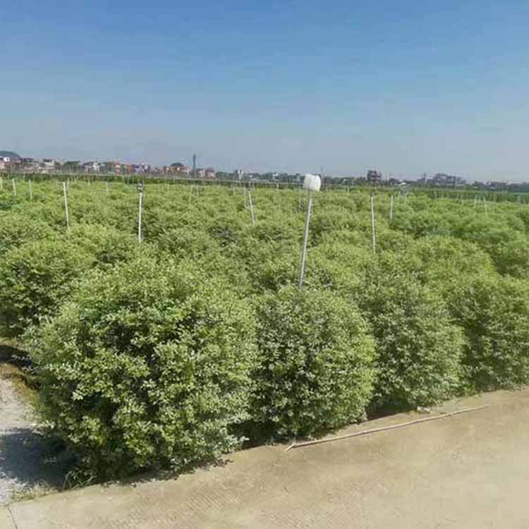 1米銀姬小蠟球_苗木_出行_人文風光展示