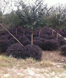 新葉苗木種植農民專業合作社