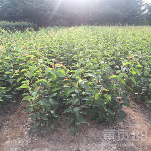 【新品種豐水梨樹苗出售價格、豐水梨樹苗種植基地】- 