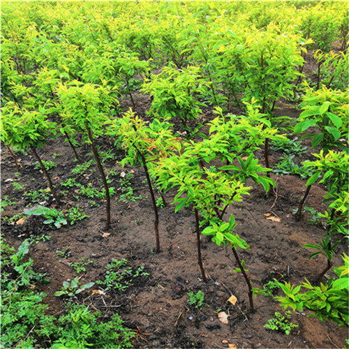 推薦陜西省渭南市1米梨子樹苗2公分梨樹苗售價及種植