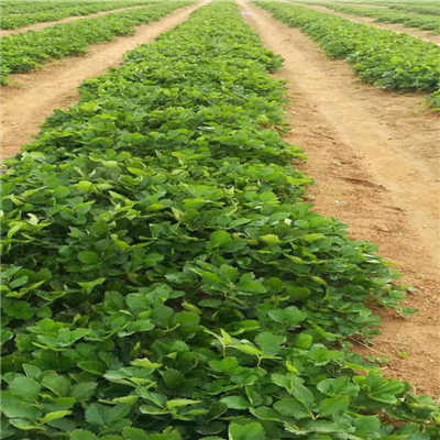 露天種植童子一號草莓苗及供應商選擇指南
