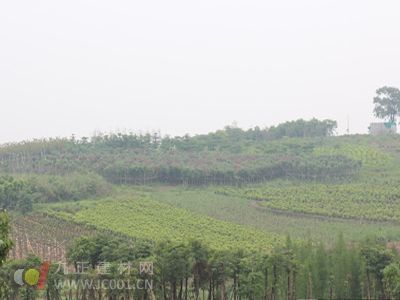 十里花廊初成形 苗木種植成規模