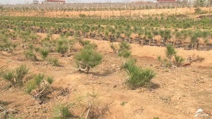 小盆景成了“聚寶盆”！黑松育苗第一村迎發展新動力