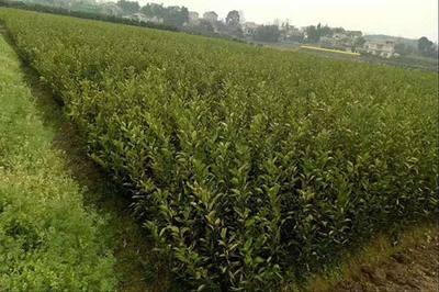 池州烏玖種植方法與苗木批發指南