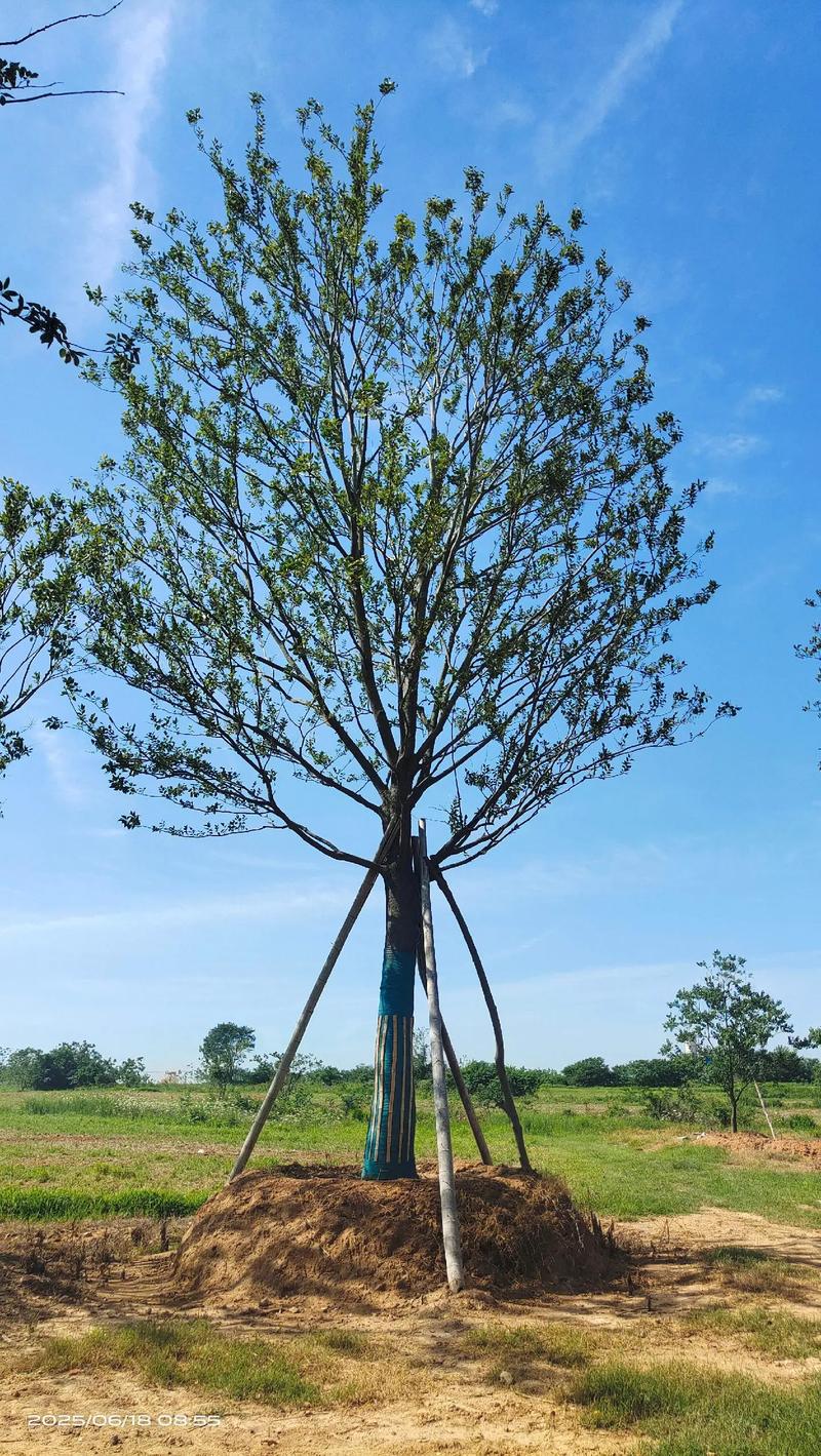定遠縣袁政苗木種植園 單桿樸樹與花卉種植的藝術