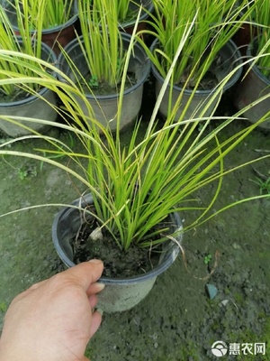 金葉石菖蒲杯苗 優質地被草蒲葦種植基地直銷