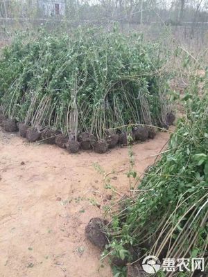 沭陽大型地被苗木連翹苗種植基地 優質苗木價格優惠，助力綠化工程