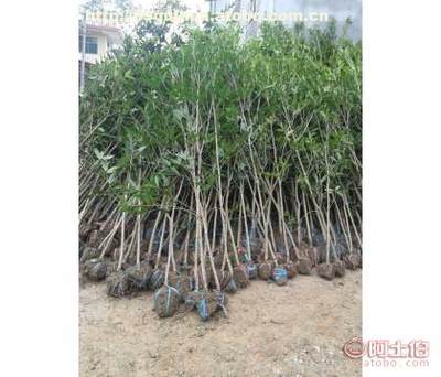 咸寧萬桂桂花苗木種植專業合作社 1-6公分桂花苗木供應與價格指南