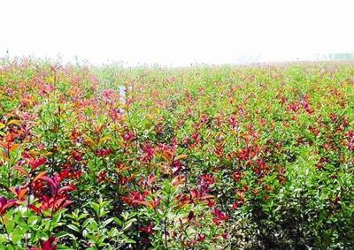 廣州花卉苗木種植基地 綠意盎然的產業明珠