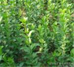 優質衛矛首選 青州森源花卉苗木種植基地詳解