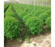 苗木種植產業發展現狀與前景探索