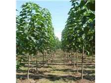 淮陽縣理想苗木種植基地——優質苗木產品展示