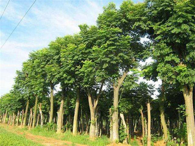 2020年綠化苗木種植前景分析 苗木產業的新機遇與挑戰