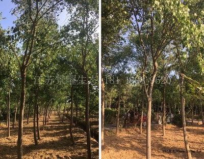 絲綿木圖片與苗木種植指南